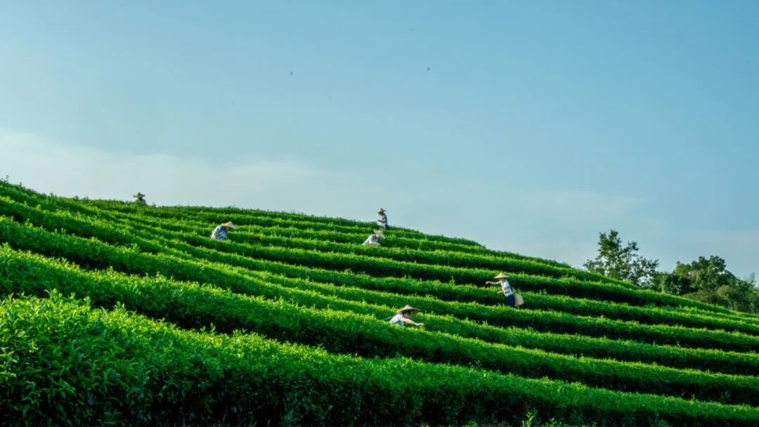 鼓山(shān)鎮企業風采 | 探訪百年茶企 · 難忘茉莉茶香